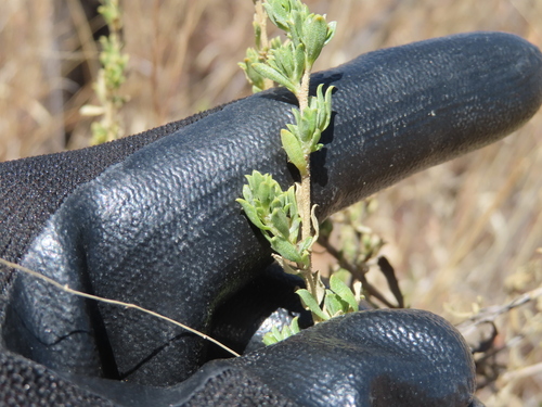 Baccharis pteronioides