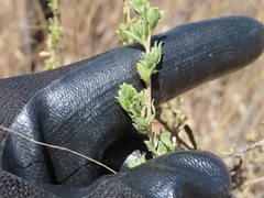 Baccharis pteronioides