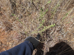 Baccharis pteronioides, photograph (c) Ulises Pinedo, some rights reserved (CC BY)