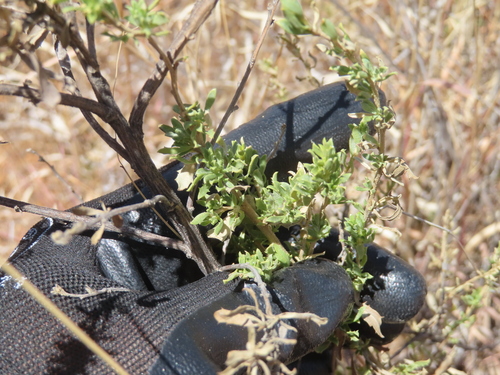 Baccharis pteronioides, photograph 3