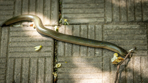 Eastern Slowworm
