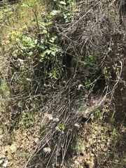 Monardella hypoleuca hypoleuca