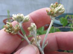 Pseudognaphalium undulatum