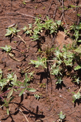 Psilocarphus tenellus