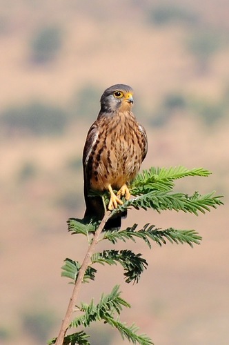 Eurasian Kestrel