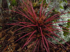 Tillandsia rodrigueziana