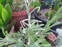 Pseudognaphalium undulatum