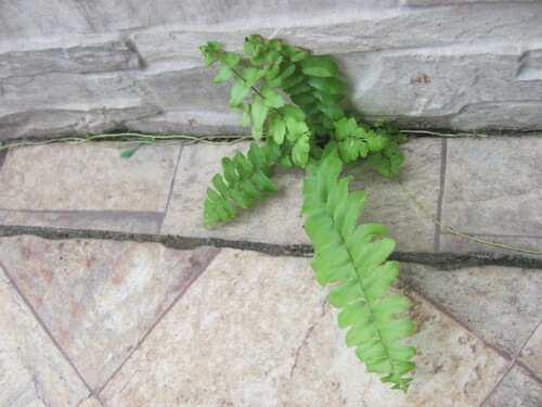 Nephrolepis biserrata