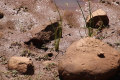 Triglochin scilloides
