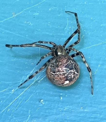 Tent Cobweb Weaver photo 3