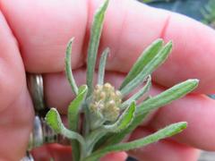 Pseudognaphalium undulatum