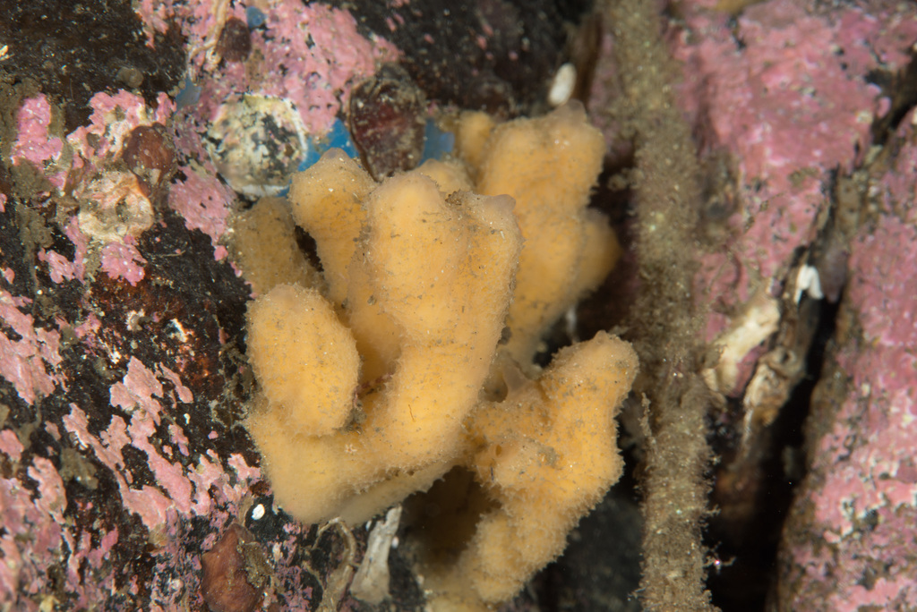 Phakellia rugosa