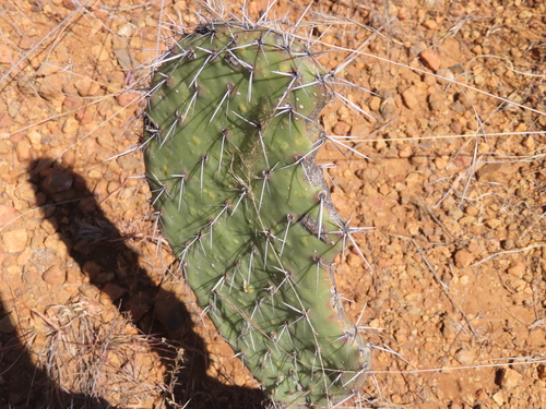 Opuntia hyptiacantha, photograph 5