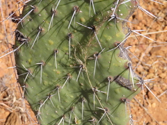 Opuntia hyptiacantha, photograph (c) Ulises Pinedo, some rights reserved (CC BY)