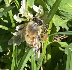 Apis mellifera