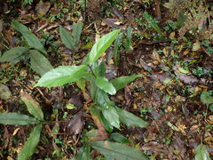 Maesa japonica