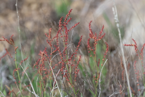 Rumex acetosella observed 2026-07-06
