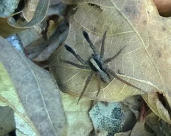 Schizocosa crassipes