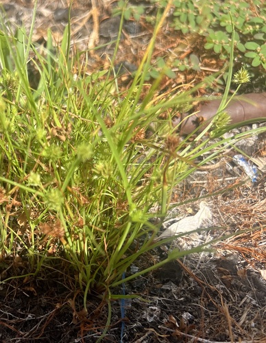 Cyperus compressus observed 2026-07-14
