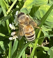 Apis mellifera