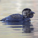 Musk Duck - Photo (c) Leo, some rights reserved (CC BY-NC-SA)