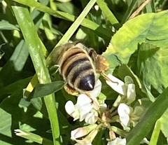 Apis mellifera