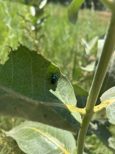 iNaturalist observation photo of Cobalt Milkweed Beetle