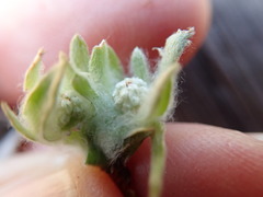 Psilocarphus brevissimus