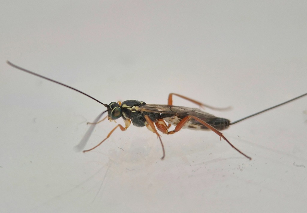 Lissonota palpalis