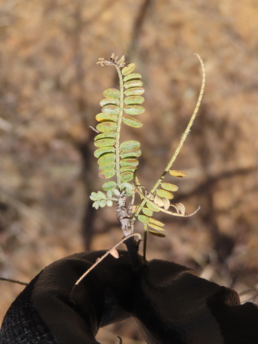 Eysenhardtia polystachya, photograph 5
