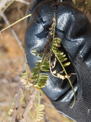 Eysenhardtia polystachya, photograph (c) Ulises Pinedo, some rights reserved (CC BY)