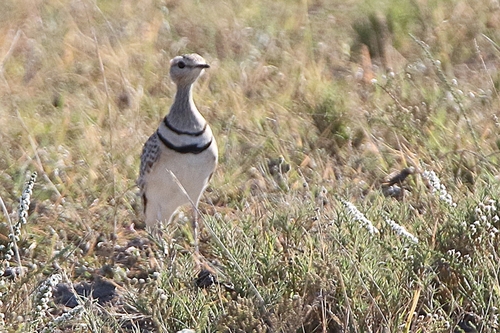 Double-banded Courser