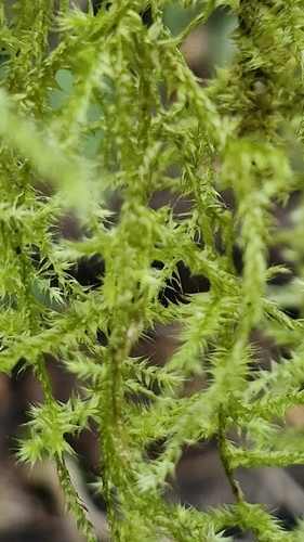 Aerobryopsis observed 2026-07-14