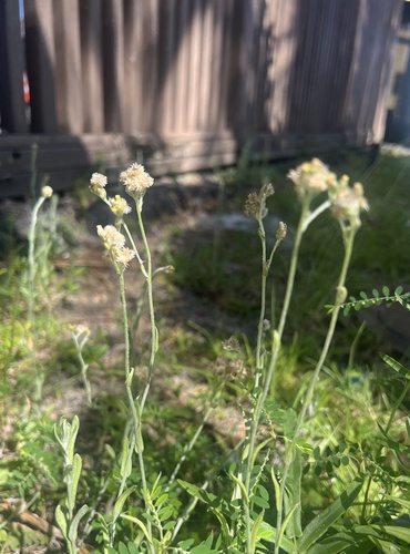 Helichrysum luteoalbum, 2026-07-14