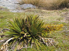 Aciphylla kirkii