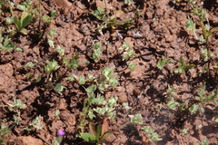 Psilocarphus brevissimus