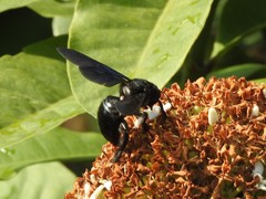 Xylocopa nasalis