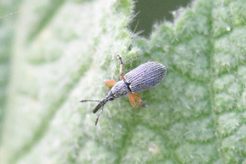 Hollyhock Weevil, Groesbeek, Nederland, photo 10 of 10