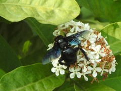 Xylocopa nasalis