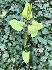 Colletotrichum trichellum