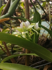 Prosthechea radiata