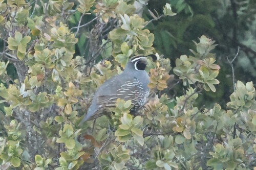 Callipepla californica observed 2026-07-08