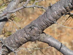 (c) Ulises Pinedo, some rights reserved (CC BY) Vachellia pennatula, photograph (c) Ulises Pinedo, some rights reserved (CC BY)