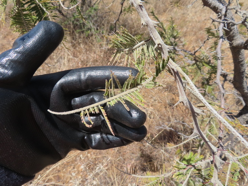 Vachellia pennatula