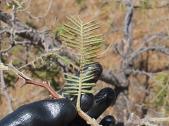 (c) Ulises Pinedo, some rights reserved (CC BY) Vachellia pennatula, photograph (c) Ulises Pinedo, some rights reserved (CC BY)