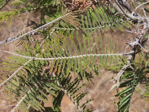 Vachellia pennatula, photograph 2