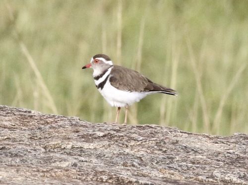 iNaturalist: (c) John Bruin, some rights reserved (CC BY-NC), uploaded by John Bruin iNaturalist image