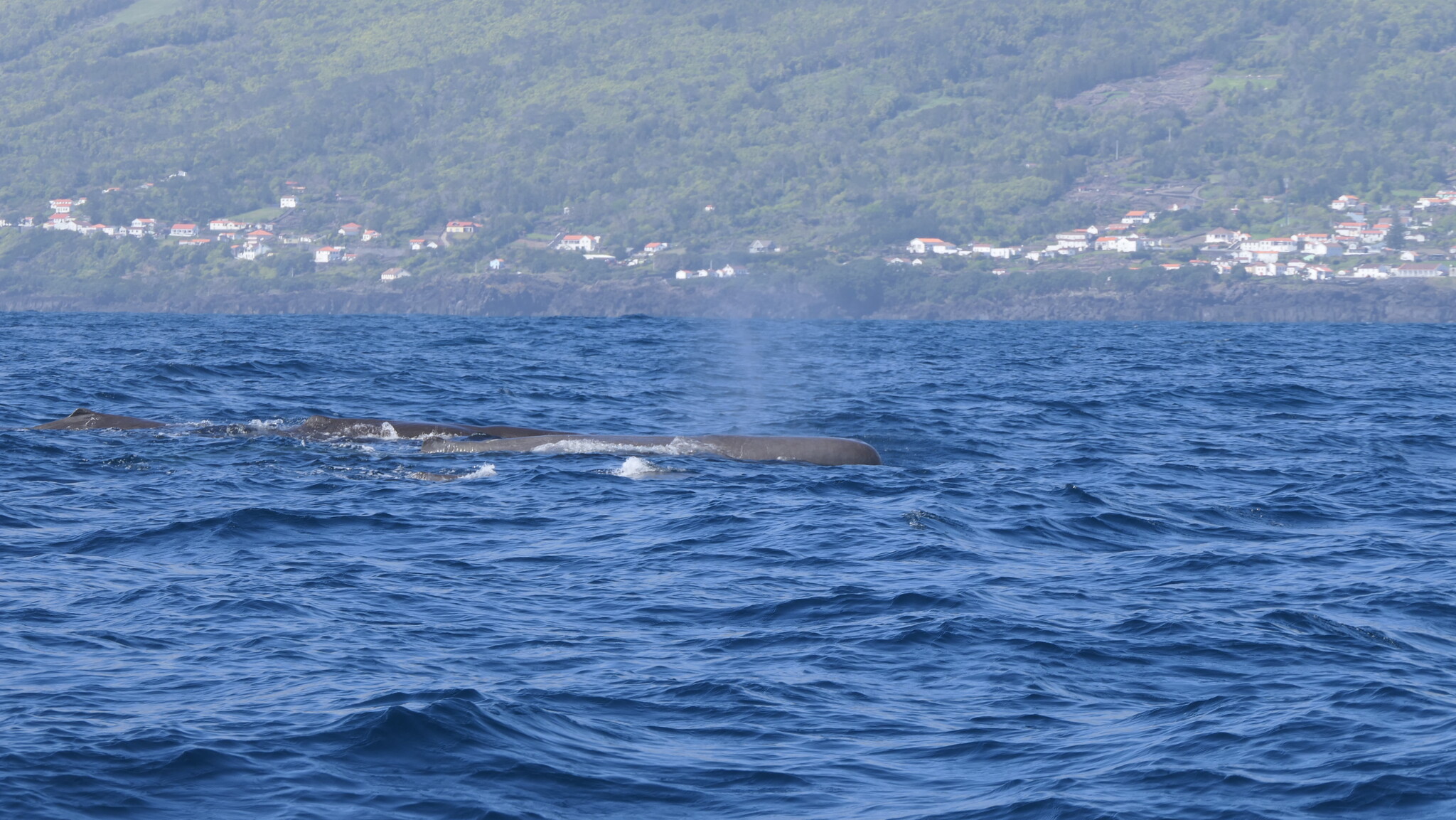 Physeter macrocephalus