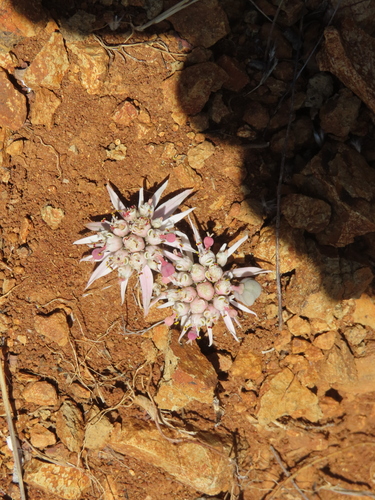 Euphorbia radians, photograph 3