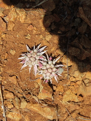 Euphorbia radians, photograph (c) Ulises Pinedo, some rights reserved (CC BY)